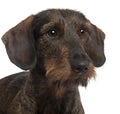 Close-up of Dachshund, 2 years old Royalty Free Stock Photo