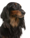 Close-up of Dachshund, 4 years old Royalty Free Stock Photo