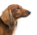 Close-up of a Dachshund, 4 years old Royalty Free Stock Photo