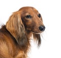 Close-up of a Dachshund, 4 years old Royalty Free Stock Photo