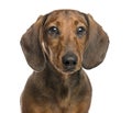 Close-up of Dachshund, 6 months old, isolated on white Royalty Free Stock Photo