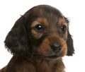 Close-up of Dachshund puppy, 5 weeks old Royalty Free Stock Photo