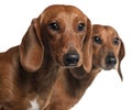 Close-up of Dachshunds Royalty Free Stock Photo