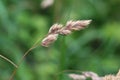 Dactylis glomerata, also known as cock& x27;s-foot, orchard grass, or cat grass Royalty Free Stock Photo