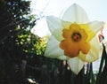 Close-up of blossom and pollen of a narcissus Royalty Free Stock Photo