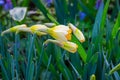 Close-up of daffodil buds. Natural background. Spring concept Royalty Free Stock Photo