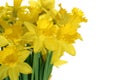 Close-up of daffodils Royalty Free Stock Photo