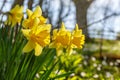 Close-up of Daffodils flowers in bloom at spring Royalty Free Stock Photo