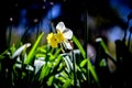 Close up of a dafodil on a sunny spring morning Royalty Free Stock Photo