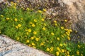 Close up dahlberg daisy. Royalty Free Stock Photo
