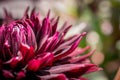 The close-up of dahlia flower and bud Royalty Free Stock Photo
