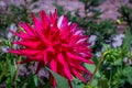 The close-up of dahlia flower and bud Royalty Free Stock Photo