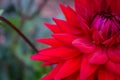 The close-up of dahlia flower and bud Royalty Free Stock Photo