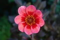 A close up of dahlia flower of the `Dahlegria Tricolore` variety in a garden, top view, copy space for text