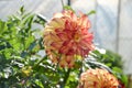 Close up of Dahlia flower in garden on spring time