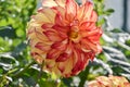 Close up of Dahlia flower in garden on spring time