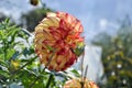 Close up of Dahlia flower in garden on spring time