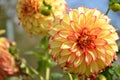 Close up of Dahlia flower in garden on spring time