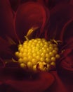 Close-up of Dahlia flower, Red dahlia flower with yellow pollen