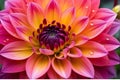 Close-Up of a Dahlia in Full Bloom - Vibrant Shades of Fuchsia and Orange, Delicate Dew Drops Adorning Petals