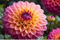 Close-Up of a Dahlia in Full Bloom - Vibrant Shades of Fuchsia and Orange, Delicate Dew Drops Adorning Petals