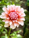 Close up of Dahlia in garden