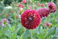 Close up of dahlia jowey winnie, a ball forming dahlia flower Royalty Free Stock Photo