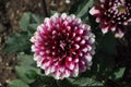 Close up of dahlia jowey winnie, a ball forming dahlia flower Royalty Free Stock Photo