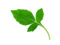 Close up of dahlia leaf