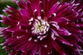 Close-up of dahlia in maroon and white. Selective focus.