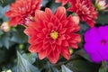Close-up of Dahlia pinnata flower. Pulled from the top. The leaves are purple and yellow in color Royalty Free Stock Photo
