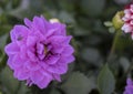 Close-up of Dahlia pinnata flower. Purple Royalty Free Stock Photo