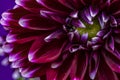 The Chromatic Gradations of the Dahlia