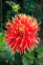 A close up of dahlia of the `Show N Tell` variety Dinner Plate type. Eye-catching semi-cactus dahlia