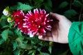 Close up dahlias flower in child`s hands growing