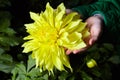 Close up dahlias flower in child`s hands growing