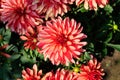 A close up of dahlias of the `Gallery Art Deco` variety in the garden on a sunny day