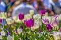 Close up of dainty tulips with exquisite purple and white petals on a sunny day