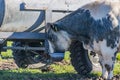 Close-up of a dairy cow drinking water from a water tank on an agricultural farm, grayish white fur with black spots Royalty Free Stock Photo