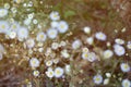 Close up of daisies with a blurred background, vintage filter applied Royalty Free Stock Photo