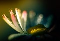 close-up of daisies with dew drops Royalty Free Stock Photo