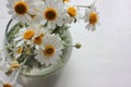 Daisies in a glass vase. Bouquet of white camomile flowers on the white wooden background with copy space. Summer still life Royalty Free Stock Photo