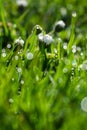 Close up of daisies in green grass with dew drops in the morning Royalty Free Stock Photo