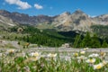 CLOSE UP: Daisies growing next to a scenic asphalt road in the sunny Alps. Royalty Free Stock Photo