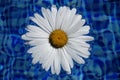 Close up of daisy Royalty Free Stock Photo