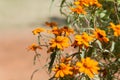 Beautiful daisy blossoms