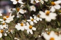 Beautiful daisy blossoms