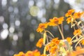 Beautiful daisy blossoms