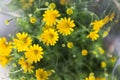 Beautiful daisy blossoms