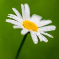 A close up of a Daisy or Chamomille flower in the morning with the water drops of the dew still on the petals. The drops give nice Royalty Free Stock Photo